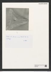 Ditylum sol V. H. (de-Toni-Nr.: Genus 165, Species 4283) Zeichnungen Sammlung Grunow (NHMW-BOT-W0377096)